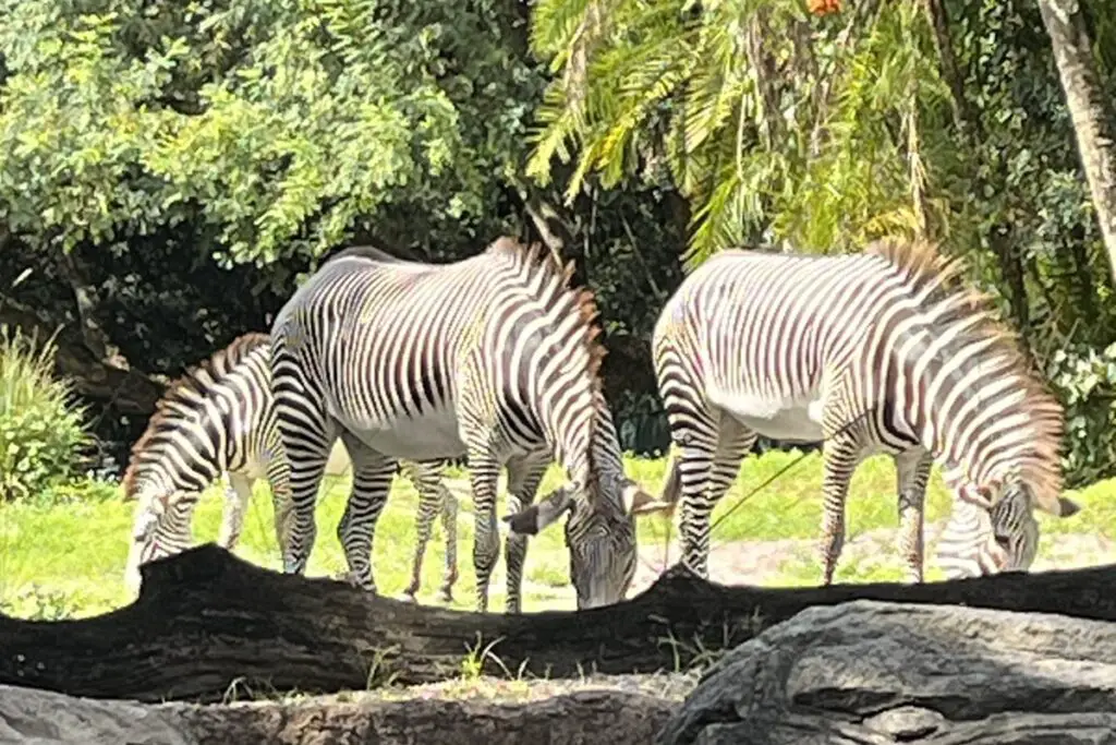 Disney's Animal Kingdom Theme Park Zebra
