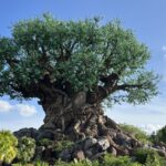 Explore the Magic of Disney's Animal Kingdom Theme Park A Wild Adventure Awaits