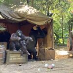 Know Before You Go The Disneyland Resort Edition - Jungle Cruise - 09.14.2024