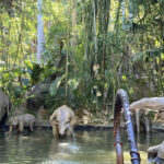 Know Before You Go The Disneyland Resort Edition - Jungle Cruise - 09.28.2024