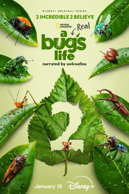 National Geographic A Bug's Life